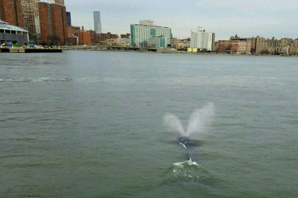Gracie, the whale near Gracie Mansion, hanging out in the East River